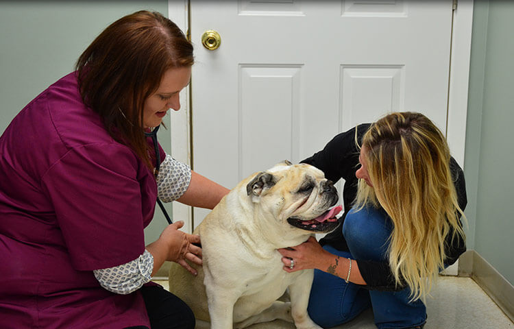 Senior Dog & Cat Veterinary Care in Crystal Lake, McHenry County IL
