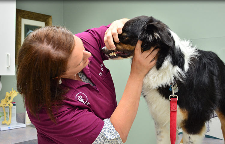 Animal Hospital in Crystal Lake, McHenry County IL