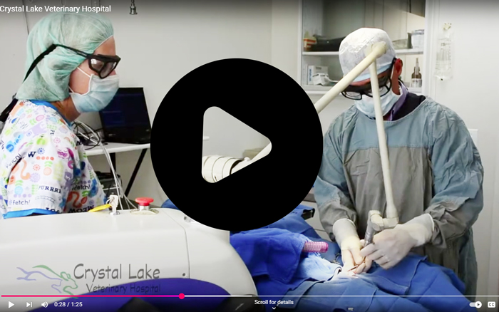 Crystal Lake Veterinary Hospital Video Image