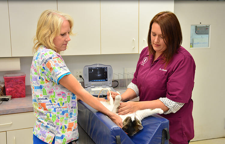 Pet Ultrasounds in Crystal Lake IL