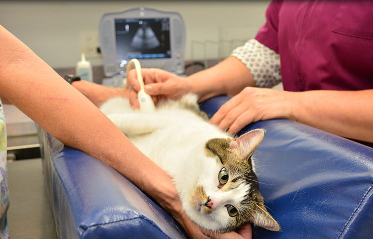 Radiology & Ultrasound Services Offered at Crystal Lake Veterinary Hospital